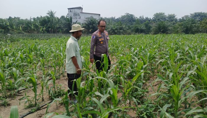 Bukan Sekadar Tanam, Kapolsek Tualang Turun Langsung Pastikan Jagung Pipil Tumbuh Optimal di Ponpes Abu Huroiroh