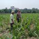 Bukan Sekadar Tanam, Kapolsek Tualang Turun Langsung Pastikan Jagung Pipil Tumbuh Optimal di Ponpes Abu Huroiroh