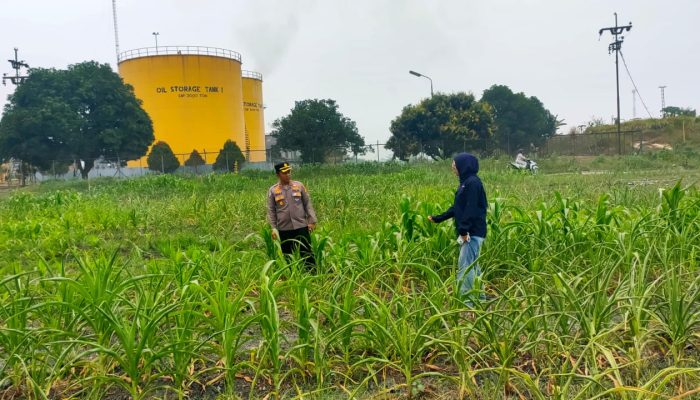 Kondisi cuaca Panas, Kapolsek Tualang Pantau dan optimalkan perawatan tanaman jagung dukung Ketapang