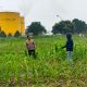 Kondisi cuaca Panas, Kapolsek Tualang Pantau dan optimalkan perawatan tanaman jagung dukung Ketapang