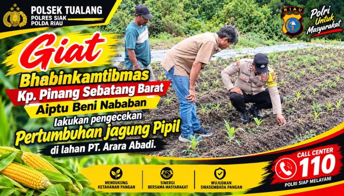 Polsek Tualang Pantau Jagung Pipil Usia 15 Hari di Lahan PT Arara Abadi, Dukung Ketahanan Pangan