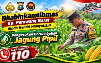 Usia 50 Hari, Jagung Pipil di Ponpes Abu Huroiroh Tumbuh Subur, Polsek Tualang Terus Kawal Ketahanan Pangan