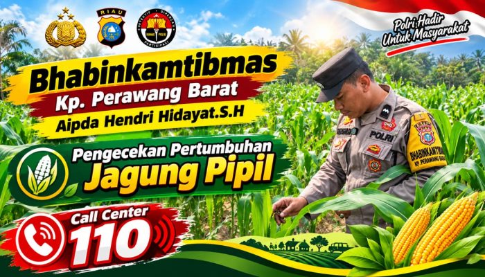 Usia 50 Hari, Jagung Pipil di Ponpes Abu Huroiroh Tumbuh Subur, Polsek Tualang Terus Kawal Ketahanan Pangan