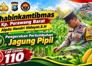 Jagung 2 Hektare di PT AIP Mulai Berbuah, Bhabinkamtibmas Turun Langsung Pantau Perkembangan, Wujud Ketahanan Pangan